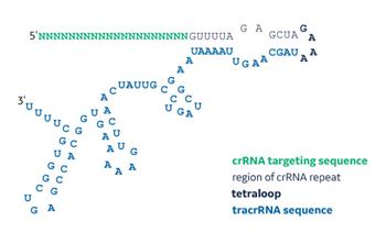 Sequence structure of a synthetic sgRNA