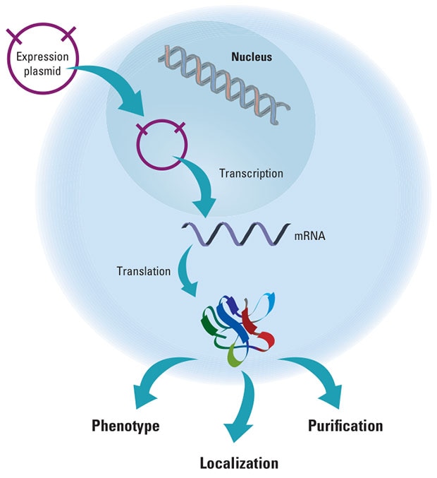 Gene expression pathway