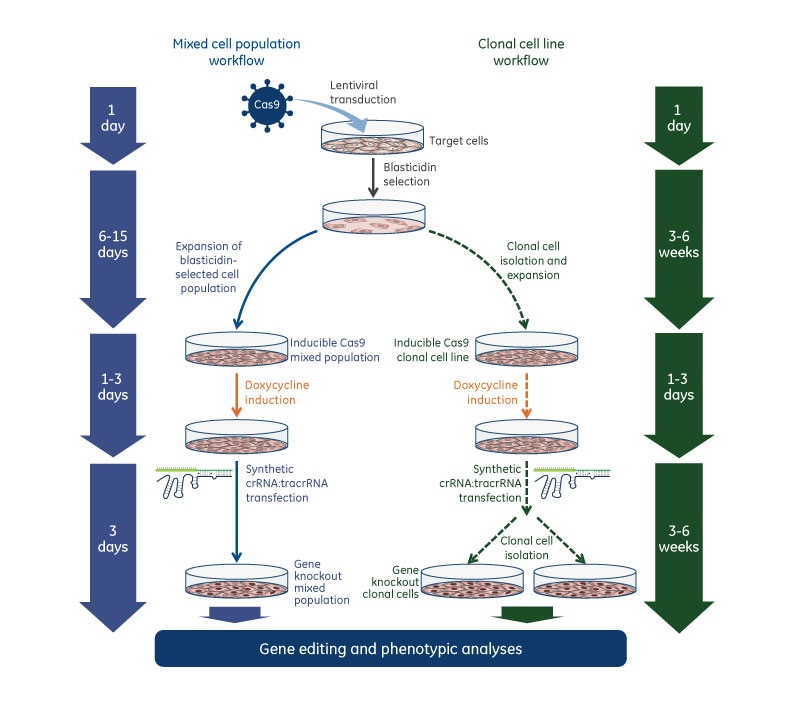 gene knockout workflow edit r inducible lentiviral