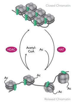 Histone Acetylation Diagram