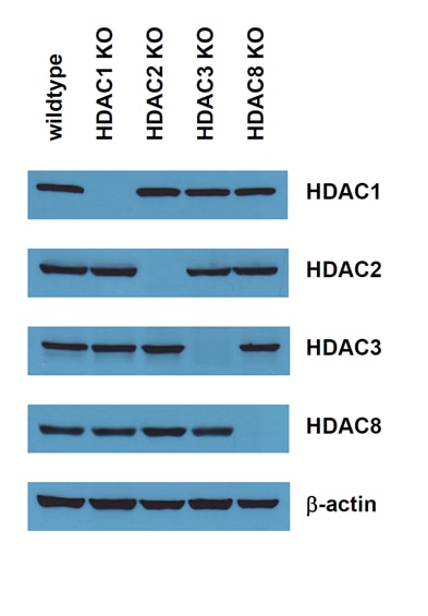 Histone Blot