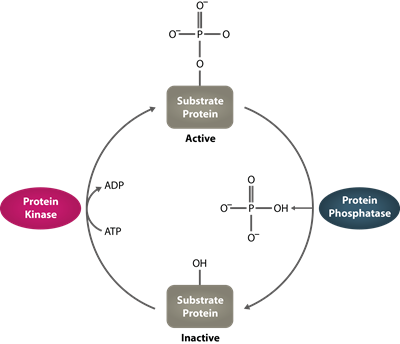 Human Serine-threonine Phosphatase Graph