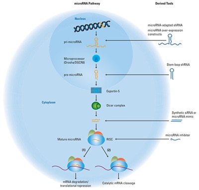 Harnessing the endogenous microRNA pathway