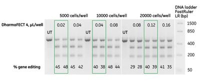 Identification of optimal reverse transfection Optimal Reverse Transfection Conditions