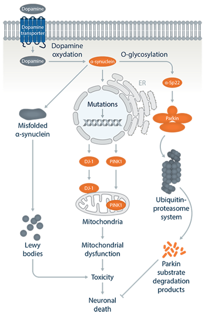 Pathways Parkinsons Disease