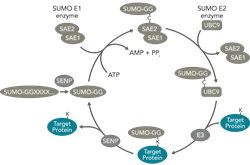 Pathways sumoylation trans