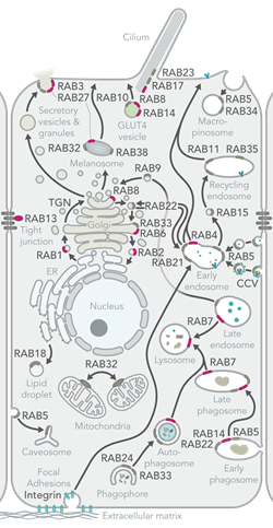 Rab GTPases Diagram