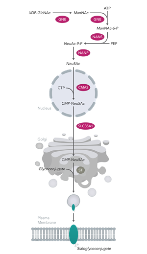 Sialylation Diagram