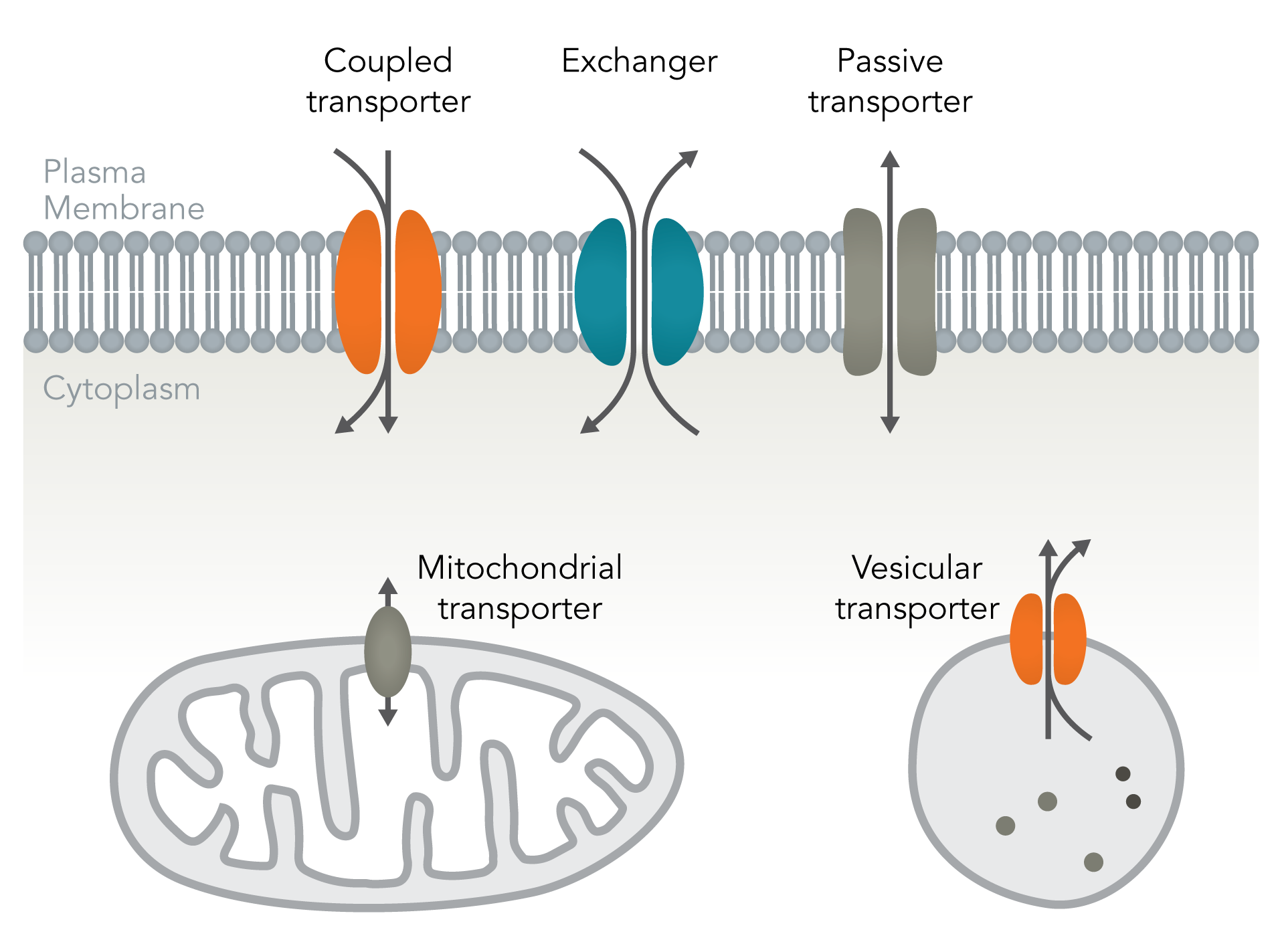 Cell Lines For Studying Solute Carrier (SLC) Gene