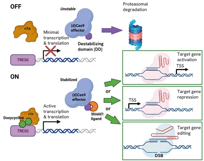 Transcriptional and post-translational control 