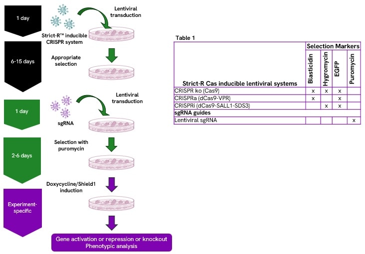 workflow-strict-r-cas-inducible-lentiviral-system