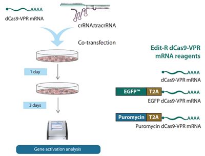 CRISPRa sgRNA + mRNA workflow