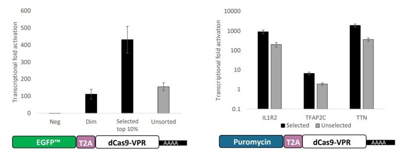 charts for blog showing selection methods for mRNA transfection efficiency