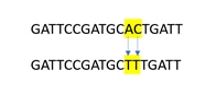 Multiple nucleotide polymorphism showing 2 or more SNPs occurring next to each other