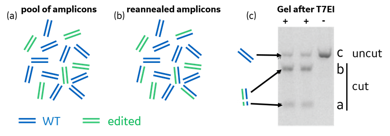 Mismatch detection assays