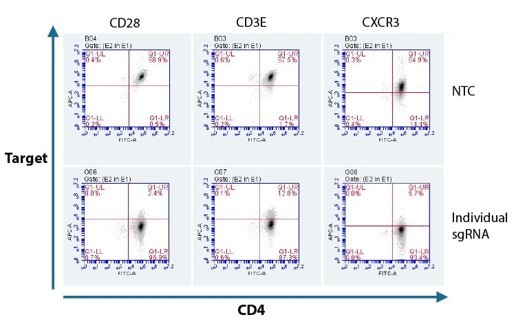 Analysis of functional protein KO in CD4+ T cells with predesigned synthetic sgRNA and Cas9 protein