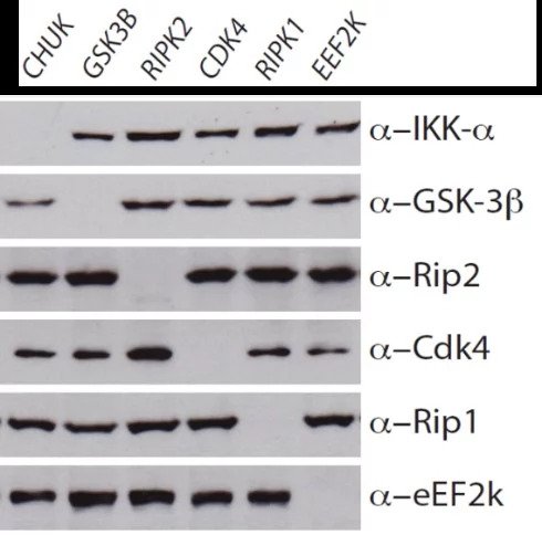 western blot