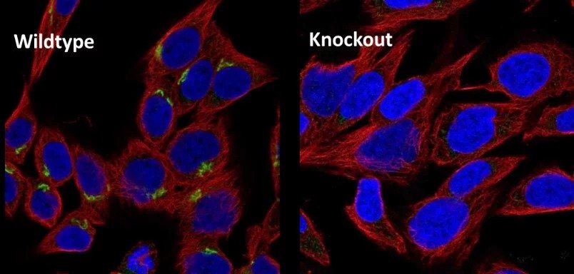 Immunofluorescence