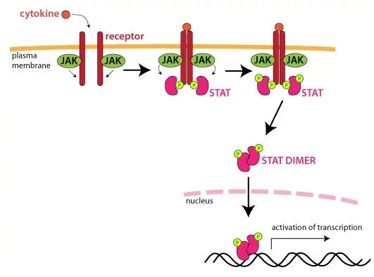 Pathway interrogation with controls for off-target effects