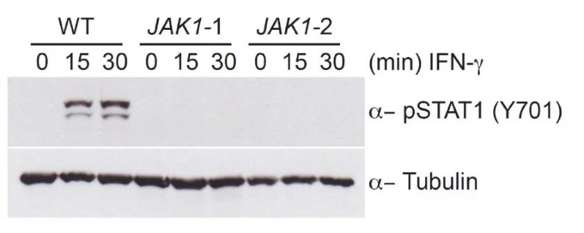 STATs then become JAK substrate