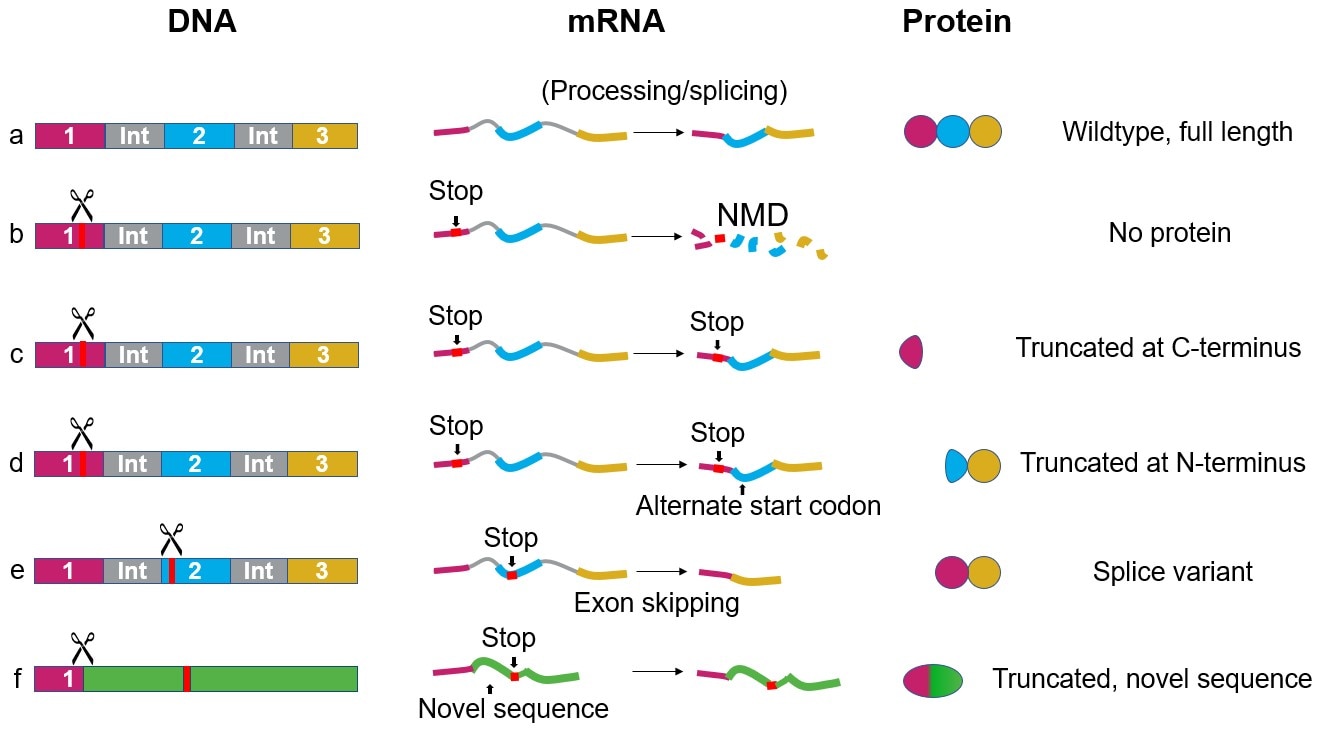 Overcoming the pitfalls of validating knockout cell lines by