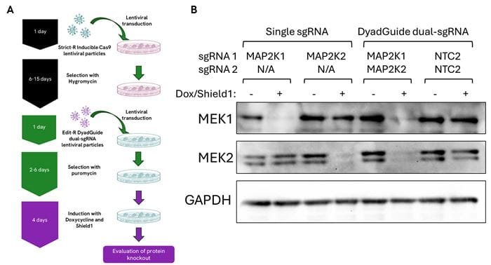 figure3-dyadguide-tech-article