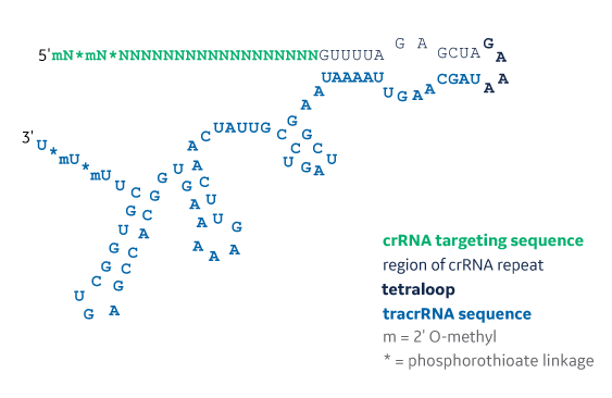 Edit-R guide RNA modification