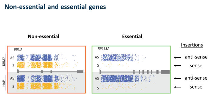 Gene essentiality_non essential and essential data sets