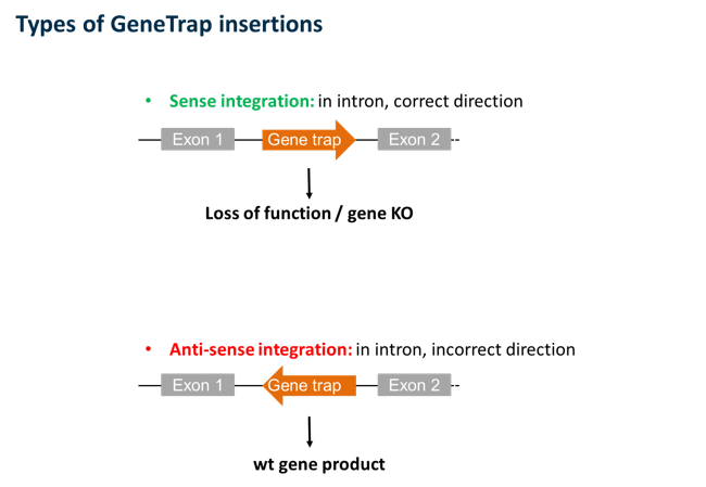Gene essentiality_Types of genetrap insertions