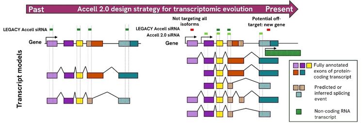 Accell 2.0 design strategy for transcriptomic evolution