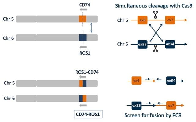 interchromosomal-translocation-leads-to-cd74-ros1-fusion