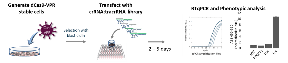 CRISPRa arrayed screening workflow