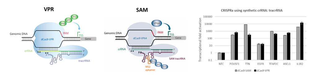 CRISPRa systems with synthetic guide RNA