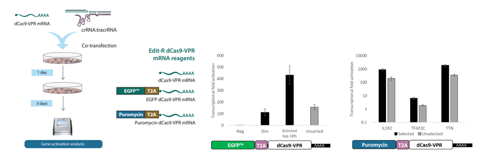 CRISPRa with dCas9-VPR mRNA