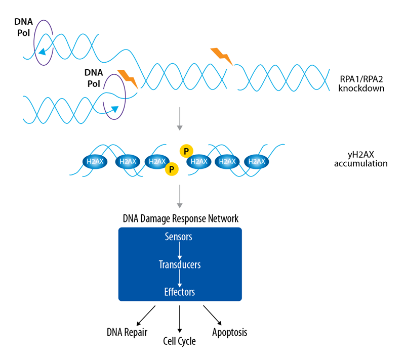 DNA damage response pathway