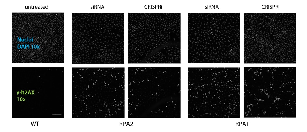 Figure 3: DNA Damage Response Assay DNA Damage Response Assay