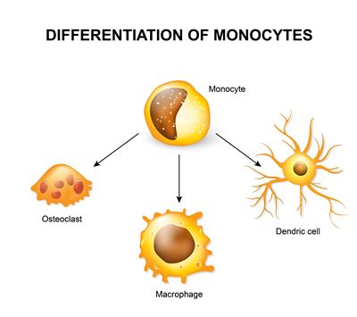The importance of monocytes for future gene editing applications