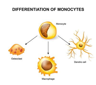 monocyte differentiation diagram