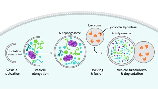 autophagy thumbnail