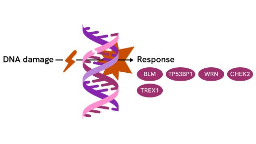 dna damage pathway thumbnail