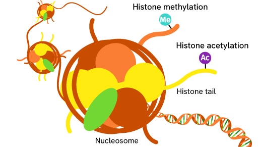 epigenetics thumbnail