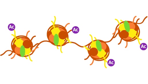 histone acetylation thumbnail