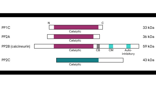 human serine threonine phosphatase thumbnail