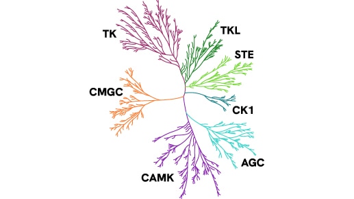 kinases thumbnail