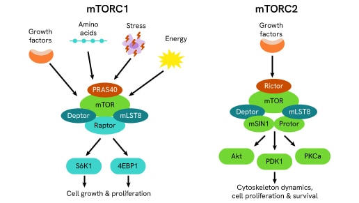 mtor signaling pathway thumbnail