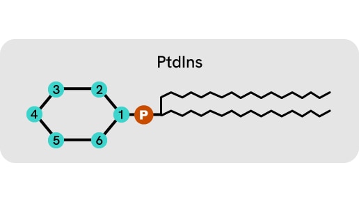 phosphoinositide metabolism thumbnail