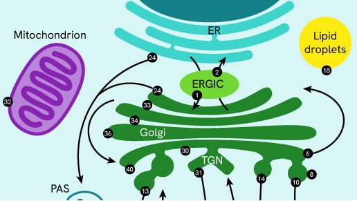rab gtpase pathway thumbnail