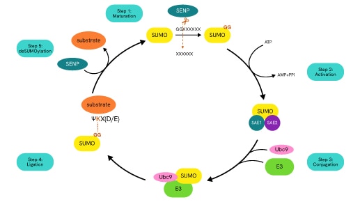 sumoylation thumbnail