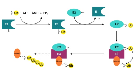 ubiquitination thumbnail