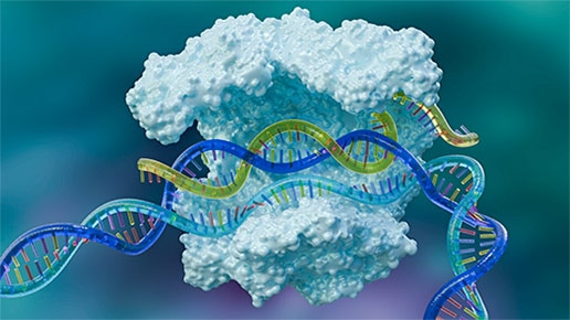 CRISPR activation- 3D model of CRISPR cas9 enzyme